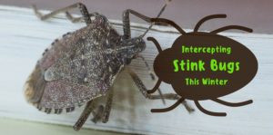 stink bugs