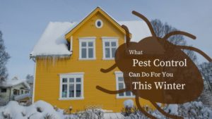 winter pest control