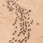 ants marching in a line