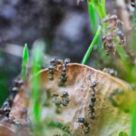 ants on plants