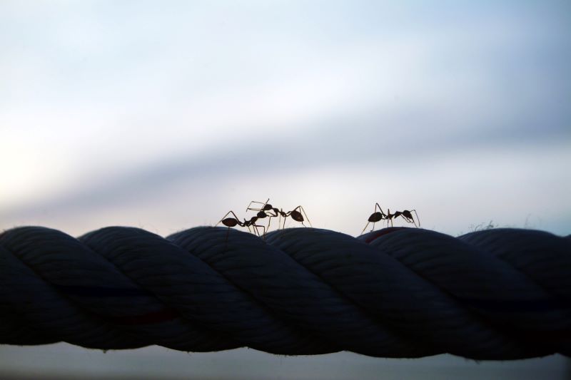 ants on a rope