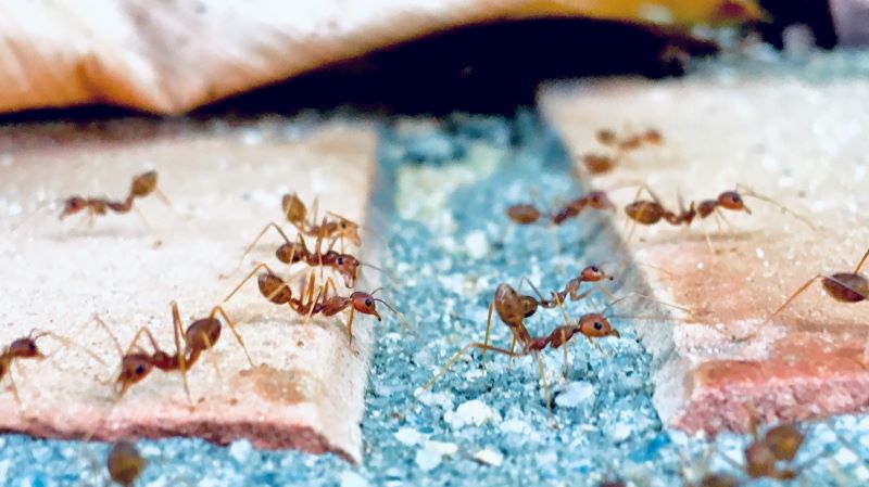 worker ants