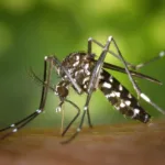 Best Time To Spray Mosquitoes