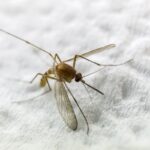 Eco-Friendly Mosquito Control