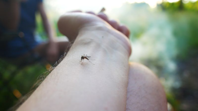 bitten by a mosquito