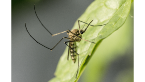 Mosquito Control - Lake Forest, IL