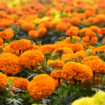 Plants that Repel Mosquitoes - Marigold