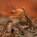 When to Spray for Mosquitoes in Barrington