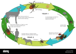 Tick Life-Cycle